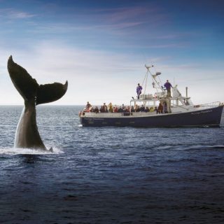 Whale Watching Trips in Nova Scotia