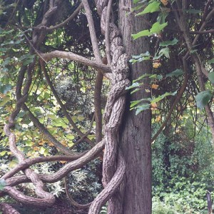 nitobe-botanical-garden-03