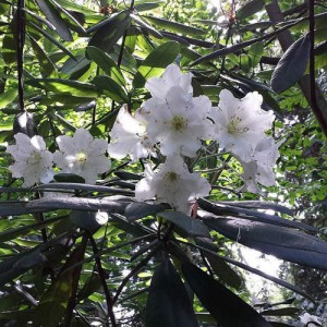 nitobe-botanical-garden-04