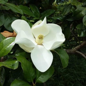nitobe-botanical-garden-10