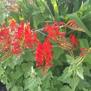 nitobe-botanical-garden-11