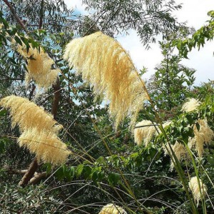 nitobe-botanical-garden-12