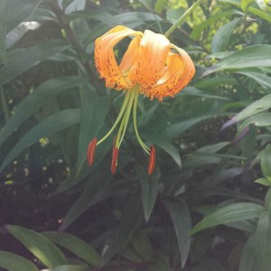 nitobe-botanical-garden-20