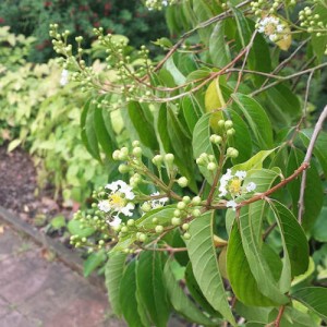 nitobe-botanical-garden-21