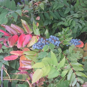 nitobe-botanical-garden-22