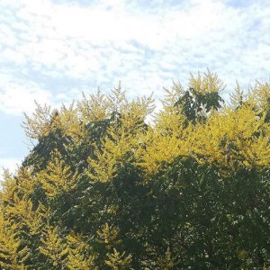 nitobe-botanical-garden-23