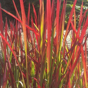 nitobe-botanical-garden-27